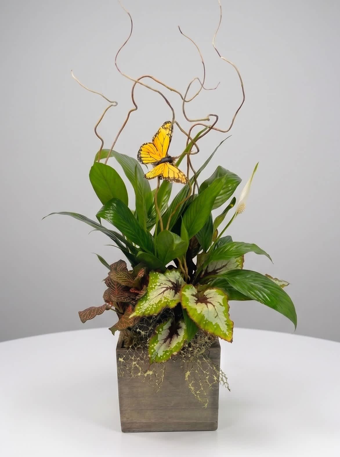 Tropical plant arrangement with a butterfly accent in a square wooden container