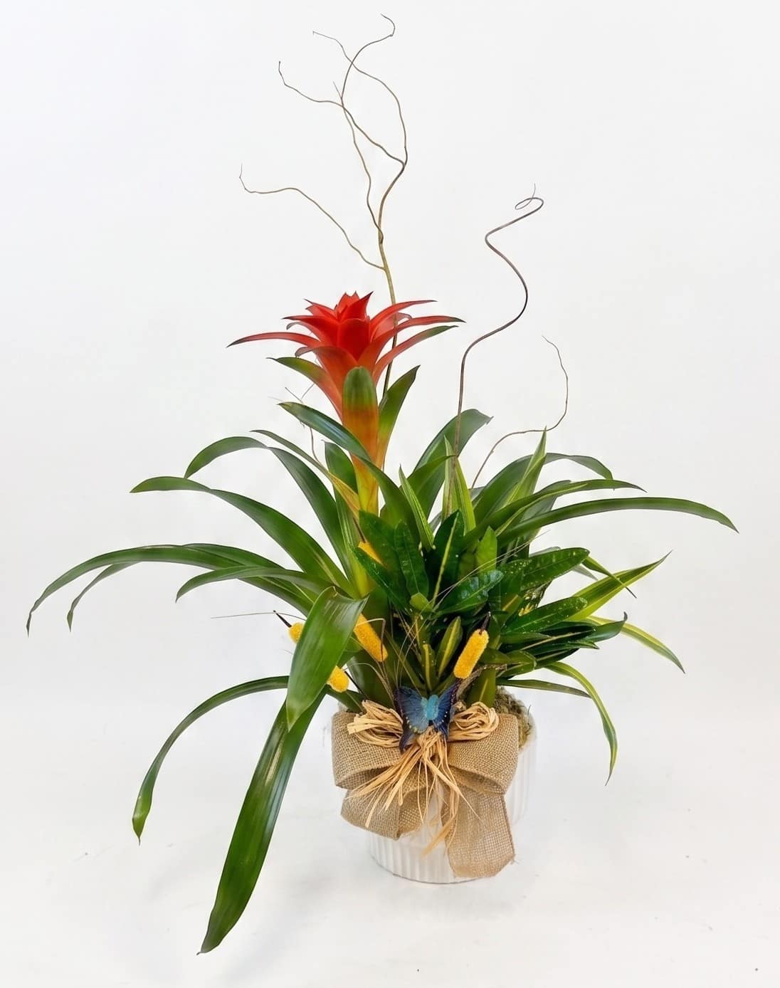 Tropical plant arrangement with a red bromeliad in a wrapped pot