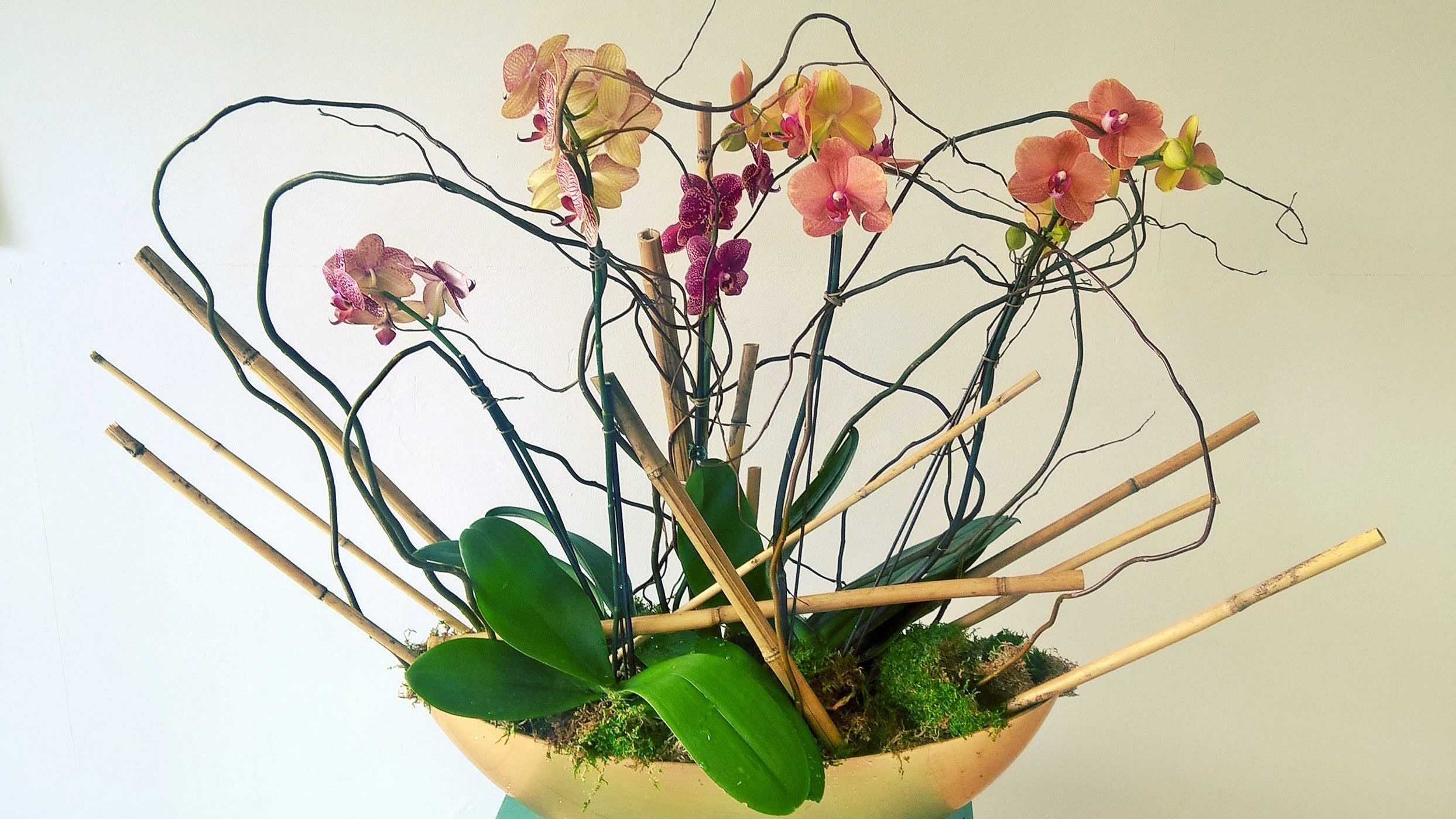 Joys Orchid bowl - A long narrow bowl of orchid plants. Multi colored or customer can request a desired color. Planted in orchid mix, mosses with bamboo detail.