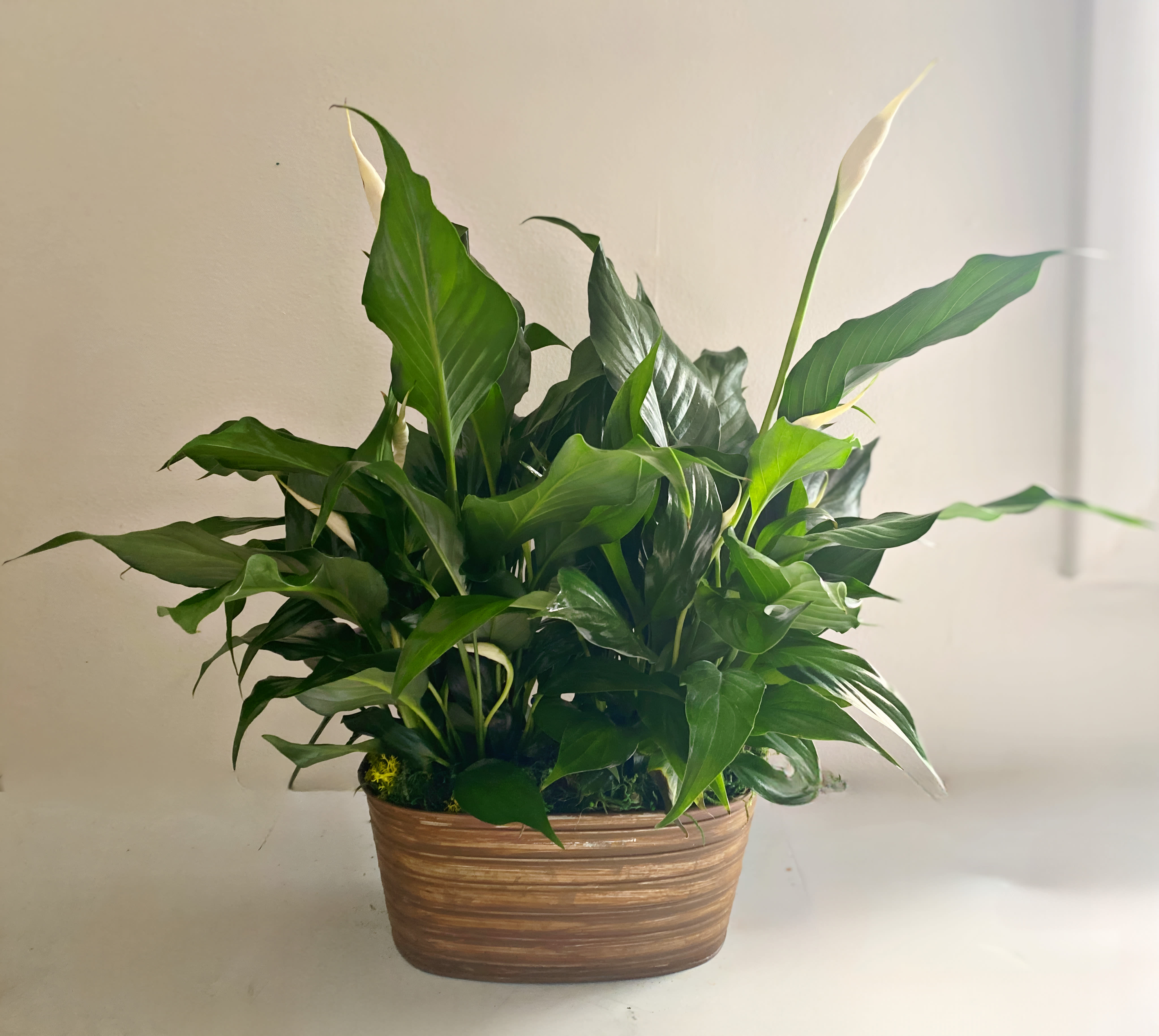 Peace Lily in copper tub - This is copper low container with mini peace lilies dressed up for your occasion. Peace lilies are known for sending acknowledgment of someones difficult journey or loss. It’s also meant to send peace,prosperity,purity and good health. We especially love mini peace lilies because of their dainty white blooms that that keep coming. These plants not only add a little nature to any room they are elegant natural air purifiers. Great for giving a longer lasting gift. Depending on the occasion we add different elements like branches, butterflies or bows. Approximately 14x14 in . 