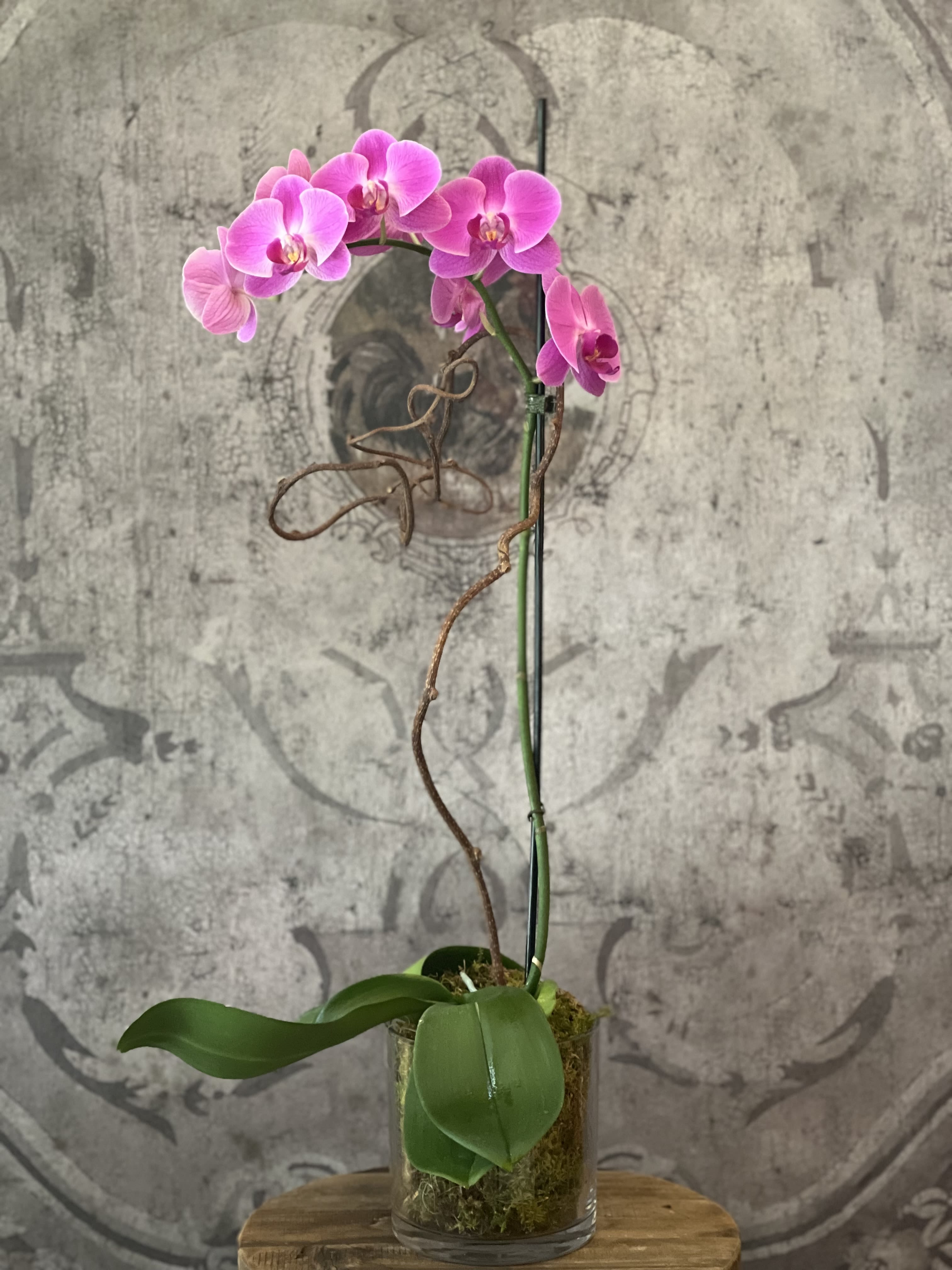 Pink orchid in a glass vase with moss