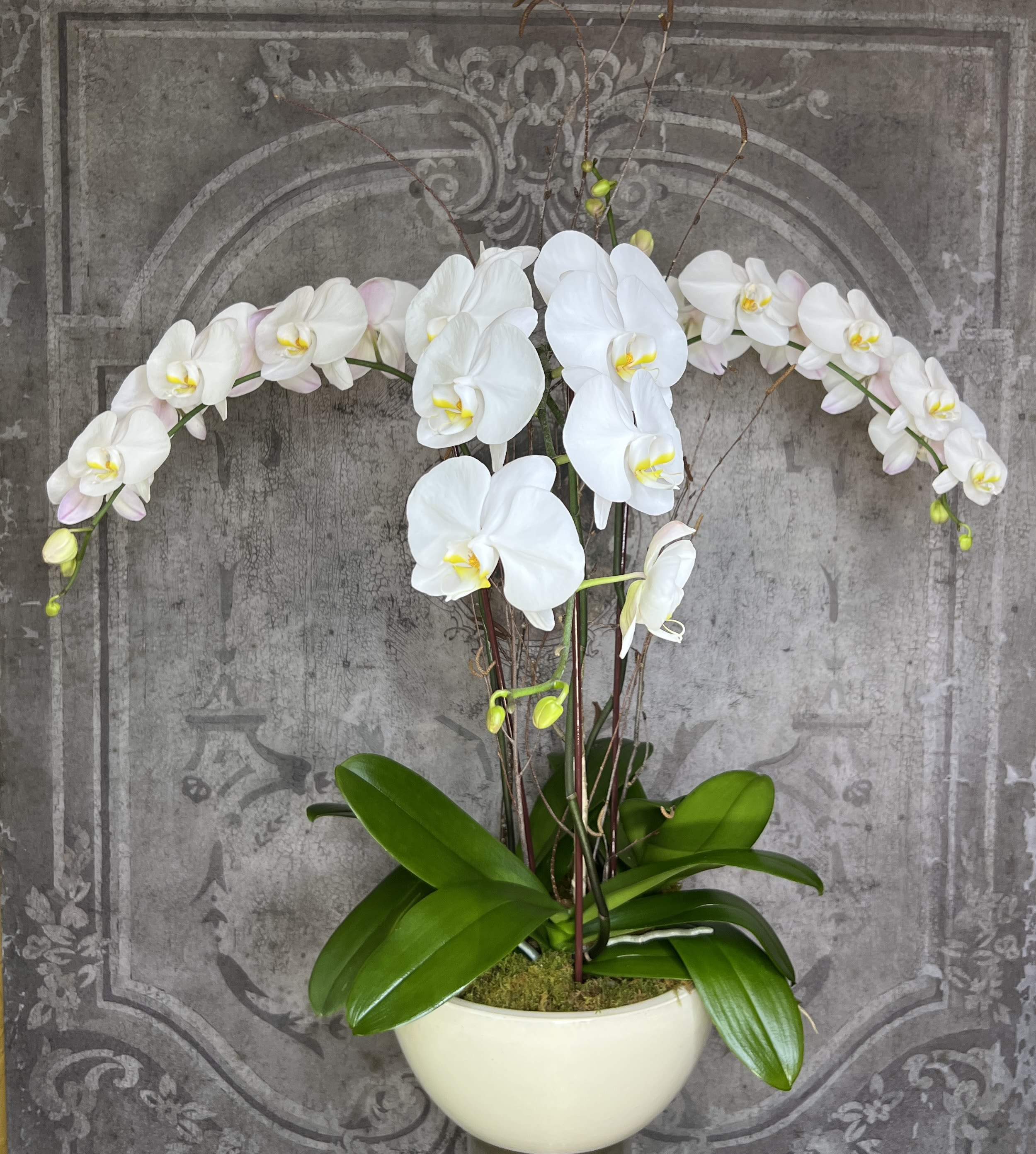 Phalaenopsis Orchid Trio - Three gorgeous Phalaenopsis Orchid Plants together for maximum Wow factor! Orchid color and container may vary based on availability.