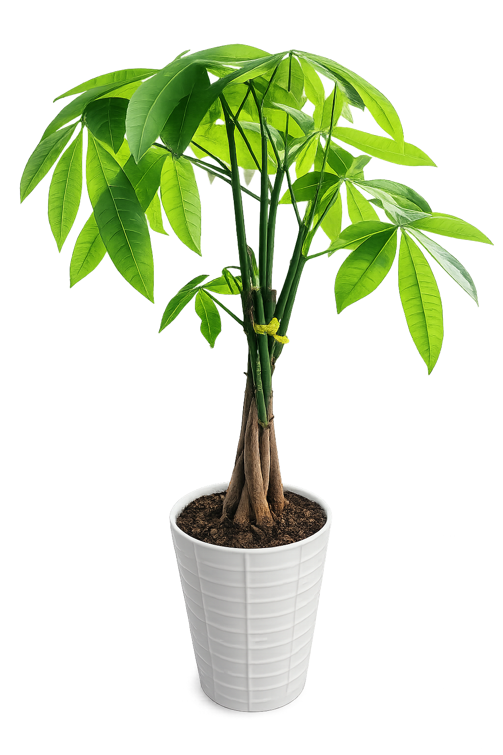 Money Tree (Pachira aquatica) Plant - Braided-trunk Money Tree plant makes a fresh, modern gift for housewarmings, office desks, or a thoughtful birthday plant - a living statement that says "growth" and good wishes. This green houseplant arrangement is perfect for someone who prefers greenery over cut flowers; its glossy palmate leaves and sculptural trunk feel alive and calming, a great choice for parents, coworkers, or anyone starting a new chapter.  The Pachira aquatica arrives potted in a tall white textured planter, planted in dark potting soil for a clean, contemporary look that fits minimalist and modern decor. No blossoms - just vibrant green foliage and a neatly braided trunk that brings height and architectural interest to tabletops, shelves, or reception areas. Recommend bright, indirect light and moderate watering (allow topsoil to dry slightly between waterings) to keep the leaves glossy and healthy; available as shown in the white planter for easy gifting and display.