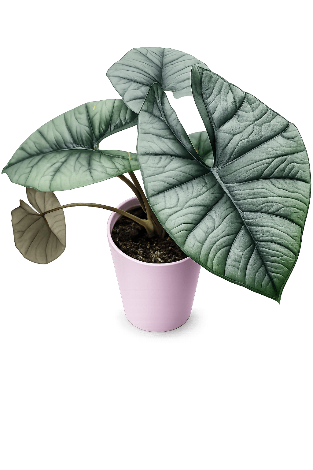 Elephant Ear (Colocasia) Plant - A sculptural indoor plant that reads like art, this Elephant Ear (Colocasia) plant makes a memorable housewarming or birthday gift for the person who loves bold, tropical foliage. The broad, silver-green leaves have a textured, veined surface that catches light and adds an architectural presence to a living room, entryway, or sunlit office-perfect for someone you want to delight with something both dramatic and low-maintenance.  The cool-toned leaves create a modern, decorative contrast for a fresh, contemporary look. The plant is compact and upright, with several large, broad leaves arranged to feel full without overwhelming a tabletop or shelf. Because this is a living plant rather than cut flowers, it offers lasting visual impact and natural airiness that evolves over time.  Choose this Colocasia for housewarmings, birthdays, or to simply say "I'm thinking of you" in a way that keeps giving. Place it in bright, indirect light and water when the top inch of soil feels dry to keep foliage glossy and healthy.