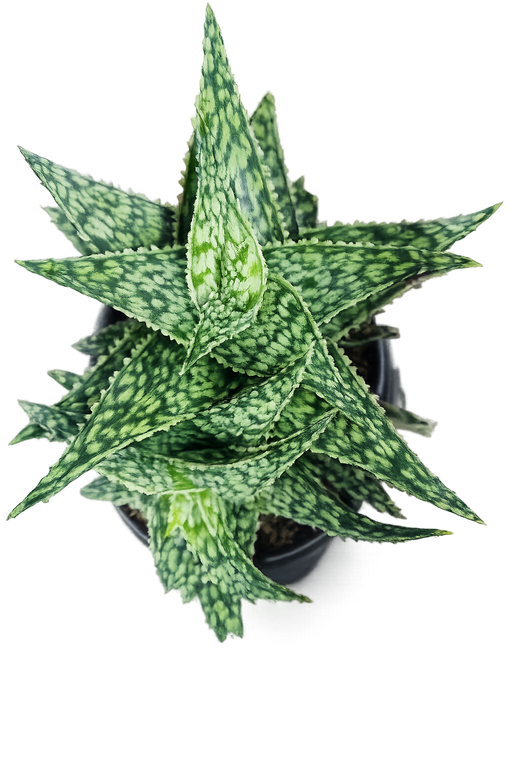 Aloe 'Snowstorm' Plant - Aloe 'Snowstorm' brings sculptural, low-maintenance charm to any room-perfect as a housewarming gift or a thoughtful everyday plant for a friend who loves modern greenery. This potted succulent arrangement reads fresh and contemporary: a compact rosette succulent showing mottled light and dark green patterning for visual texture. Together they create a calm, living accent that says "you're thought of" without fuss.  Ready to display on a desk, shelf, or windowsill. The Aloe's small rosette adds a tidy, architectural counterpoint-ideal for someone who appreciates clean lines and low-care greenery. Recommend bright, indirect light and occasional deep watering when soil is dry to the touch; arrangement dimensions fit easily into small spaces, making it a confident choice for office desks, small apartments, or as a minimalist gift that still feels personal.