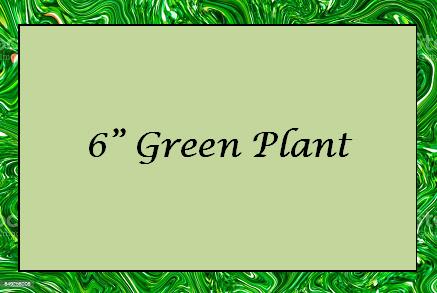 Text reading "6" Green Plant" on a green patterned background