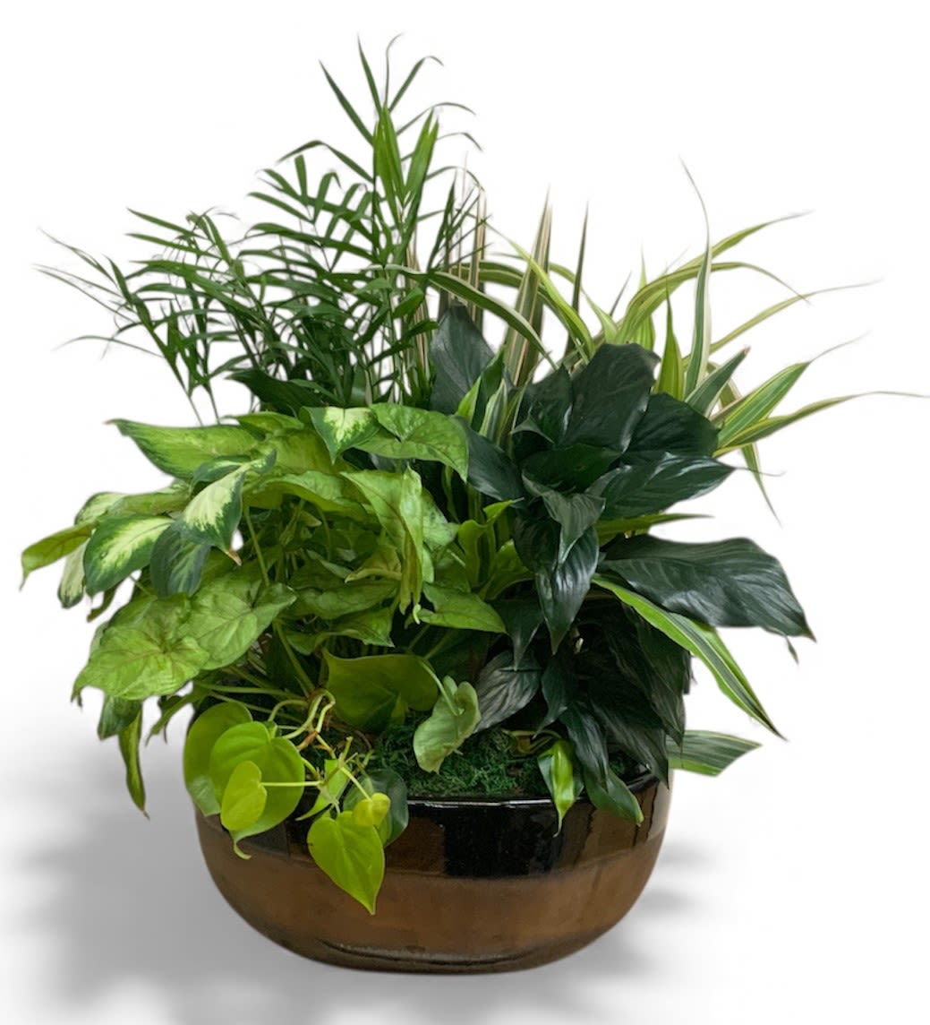 Mixed green houseplants arranged in a low glass bowl