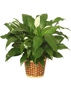 Potted peace lily plant with white blooms in a woven basket