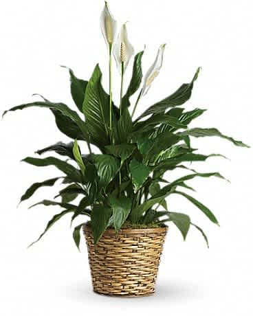 Potted peace lily with white blooms in a woven basket