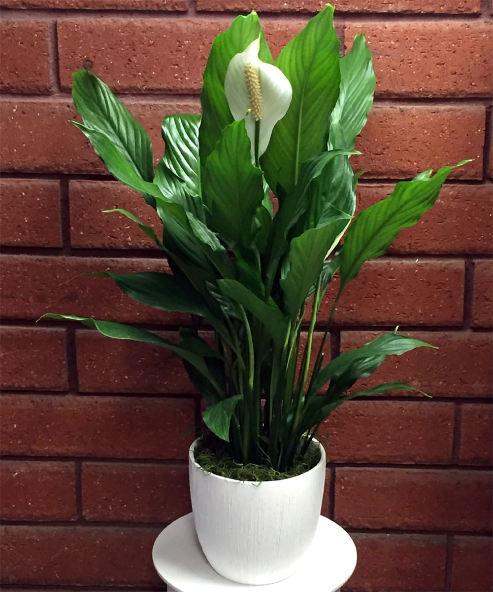 White peace lily in a white pot against a brick wall