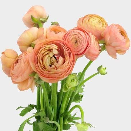 Bouquet of peach ranunculus flowers with green stems