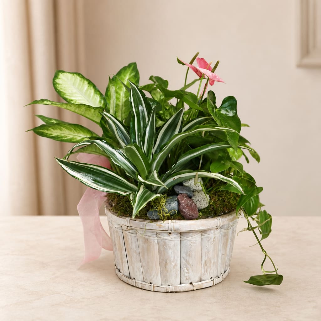 Potted tropical plant arrangement in a white basket with a pink ribbon