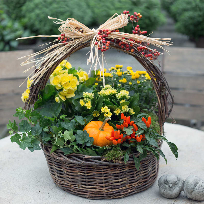 Fall Basket - English ivy, peppers, kalanchoe, begonia, gerberas, and a mini pumpkin in a grapevine basket with a tied raffia bow. 