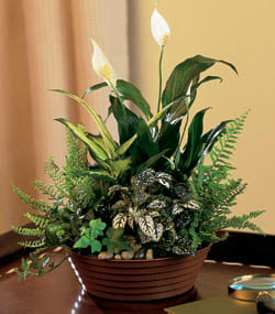 Potted peace lilies with white blooms and mixed foliage in a low brown container