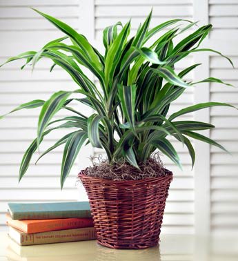 Potted green houseplant in a woven basket planter