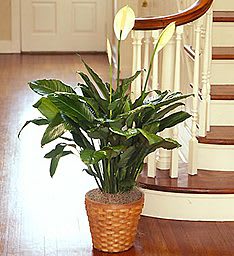 Potted peace lily plant in a woven basket planter