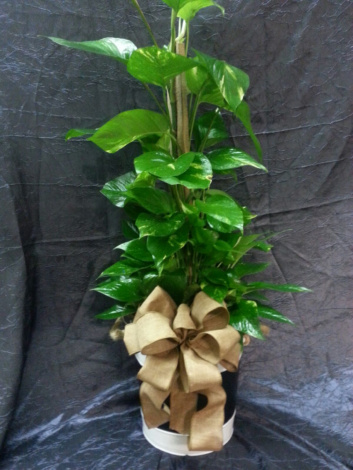 Potted green vine plant with a large tan ribbon bow