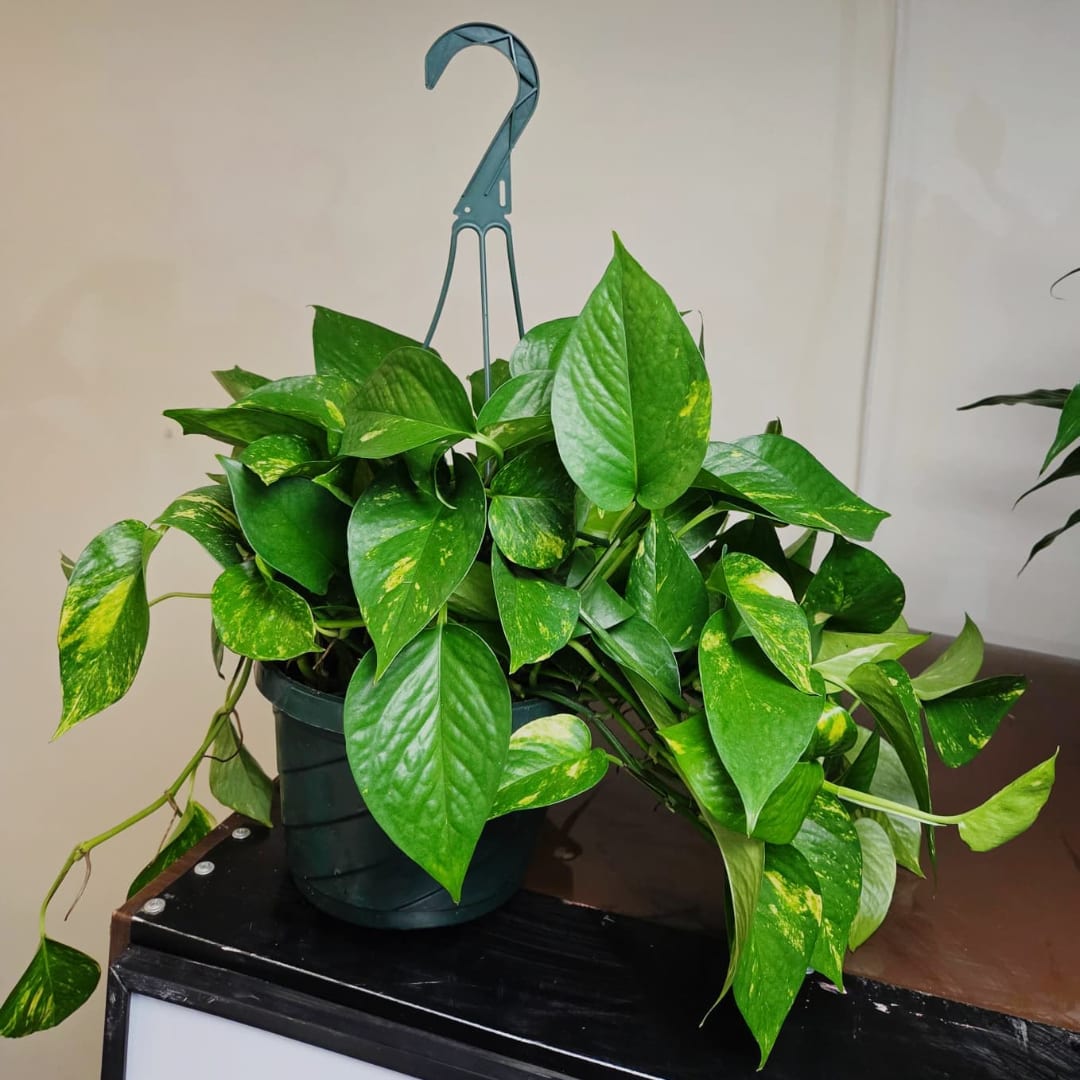 Potted trailing green houseplant in a hanging basket
