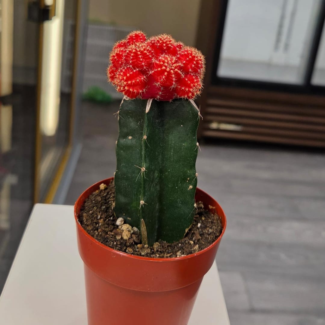 Small potted cactus with a bright red top in a red plastic pot