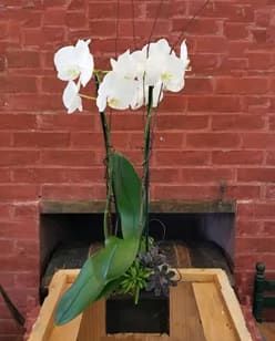 White orchid plant in a black pot with broad green leaves