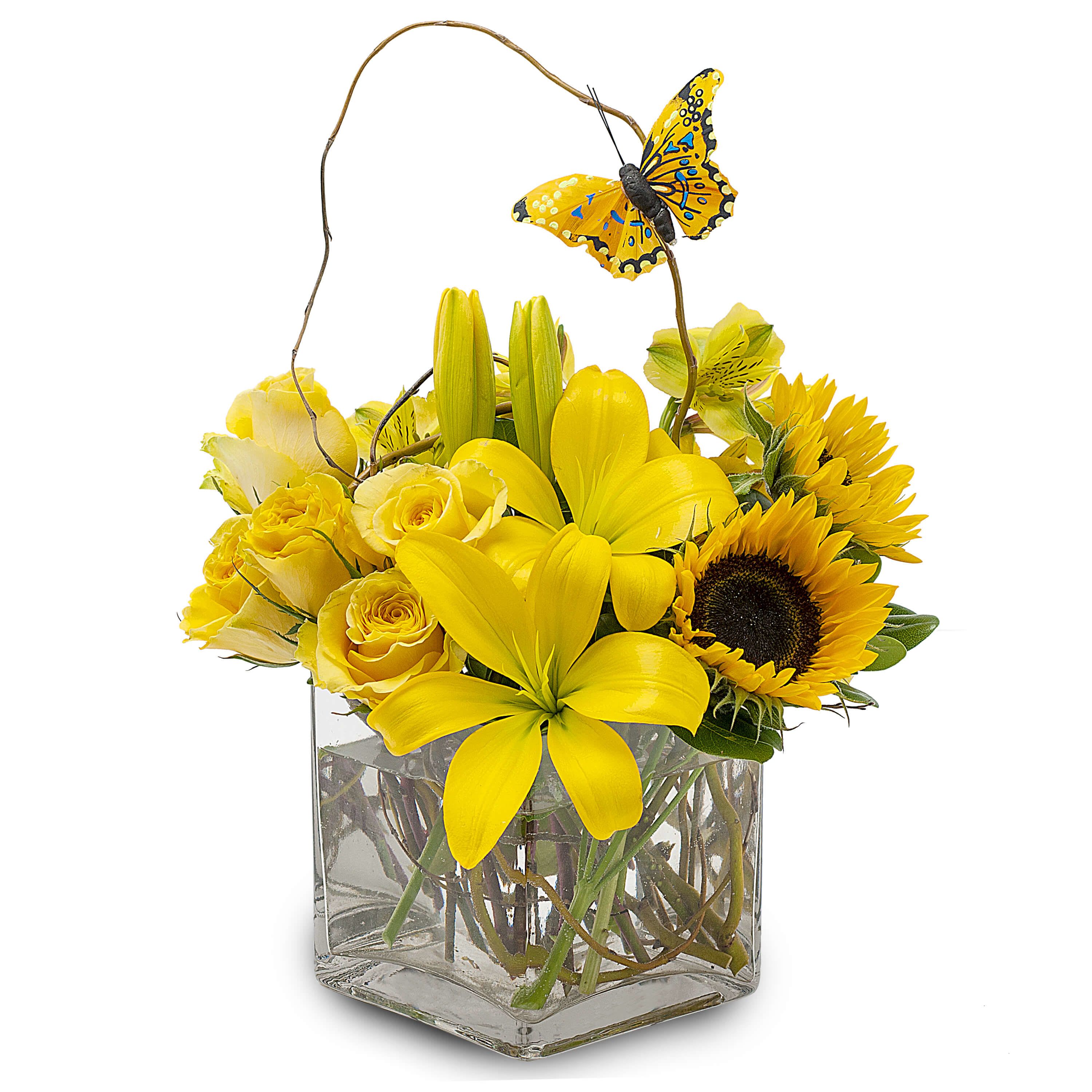 Butterfly Effect - Sunflower-bright and irresistibly cheerful, this flower arrangement makes a joyful statement for a birthday bouquet, get-well gift, or spring celebration. The yellow, white, and green color palette-centered on sunny sunflowers, buttery roses, and fragrant lilies-feels both casual and celebratory, the kind of gift that will make the person you're thinking of smile the moment it arrives.  Flowers are clustered tightly in a clear square glass vase for a modern, garden-fresh look, with a few taller stems and a graceful curved branch adding height and movement. A decorative yellow-and-blue butterfly pick perches among the blooms for a playful, seasonal touch. Ideal for tabletops or a bright entryway, this arrangement ships ready to display; change the water every few days and recut stems for best vase life so your recipient can enjoy that sunny cheer longer.