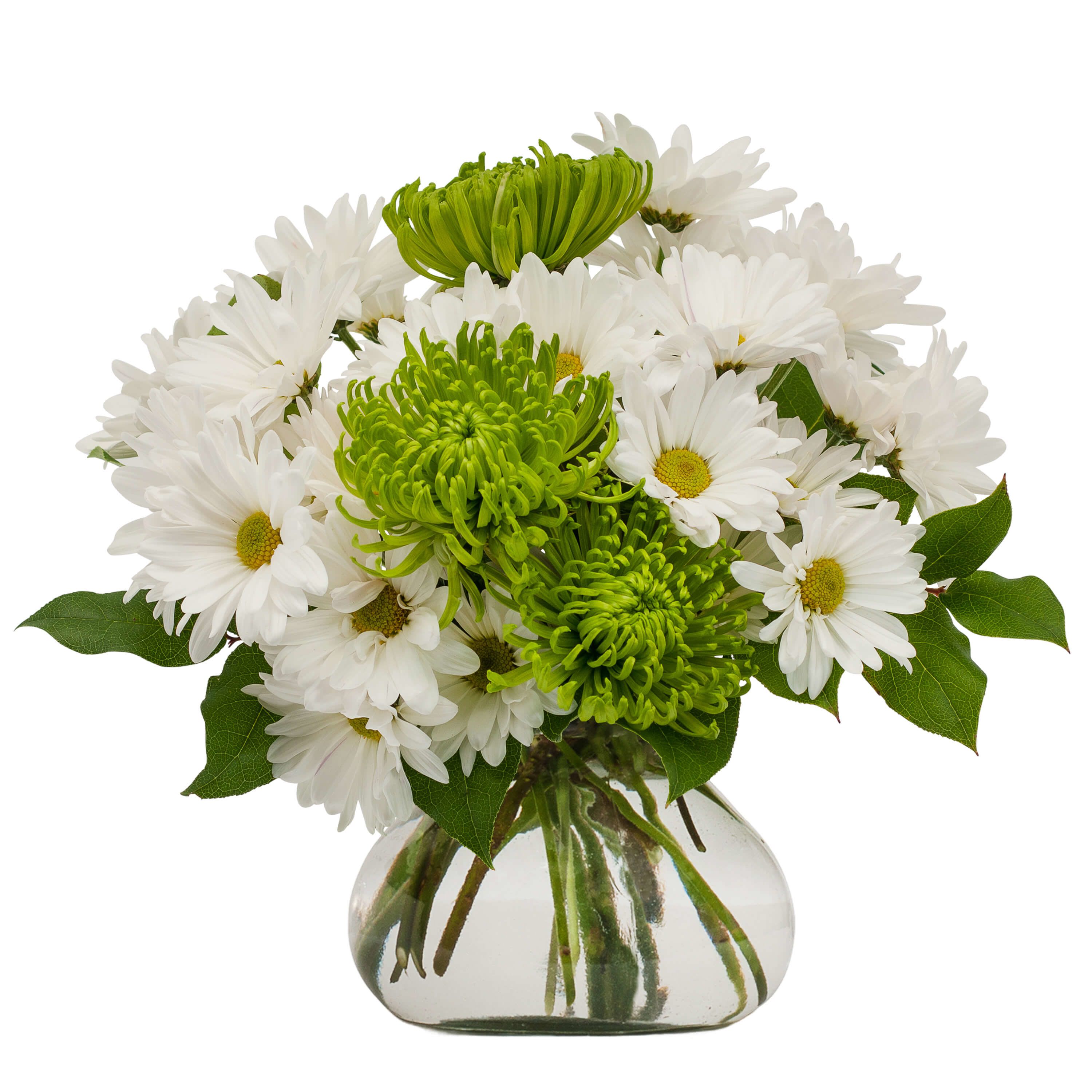 Dublin - Top of the Mornin to ya! Dublin is a long lasting combination of green and white blooms.