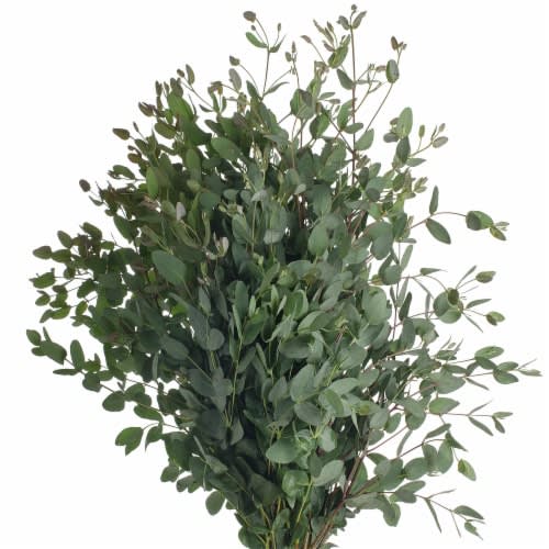 Bundle of tall eucalyptus greenery stems fanned out against a white background
