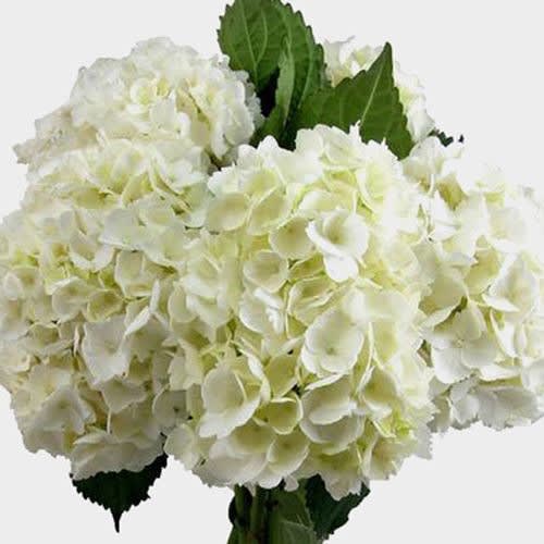 Cluster of large white hydrangea blooms with a few dark green leaves