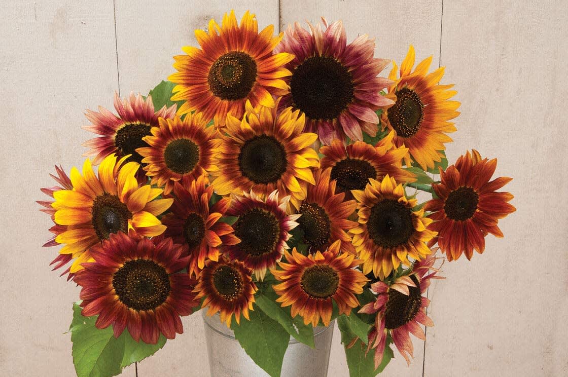 Autumn Sunflowers  - Sunflowers contains 5 stems per bunch Please read the following instructions before placing your order.  Bulk flower orders placed through our online site must be placed two days in advance from the desire pick up date, that will give us enough time to get it ready for you in case we do not have the item available in store. To check availability of the item you could contact our location in Tustin for more information. If you place the order with no anticipation time your order must be canceled.  155 W. First St. Tustin, CA. 92780 (714) 368-9845  Mon-Fri 8 a.m. - 6 p.m. Saturday 8 a.m - 5 p.m. Sunday 10 a.m. - 2 p.m.