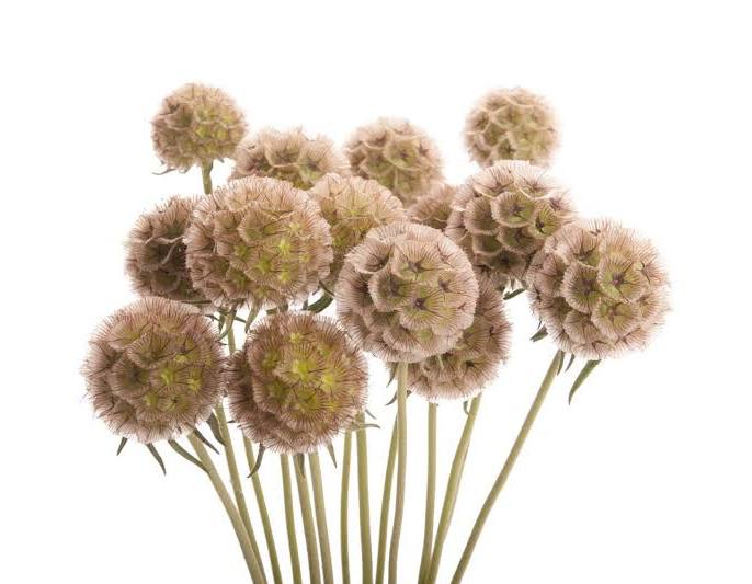 Scabiosa Pods - Dried Scabiosa contains 10 stems per bunch Please read the following instructions before placing your order.  Bulk flower orders placed through our online site must be placed two days in advance from the desire pick up date, that will give us enough time to get it ready for you in case we do not have the item available in store. To check availability of the item you could contact our location in Tustin for more information. If you place the order with no anticipation time your order must be canceled.  155 W. First St. Tustin, CA. 92780 (714) 368-9845  Mon-Fri 8 a.m. - 6 p.m. Saturday 8 a.m - 5 p.m. Sunday 10 a.m. - 2 p.m.