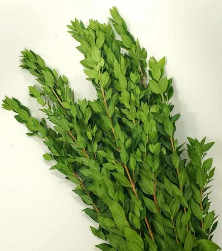 Bundle of leafy green branches on a white background