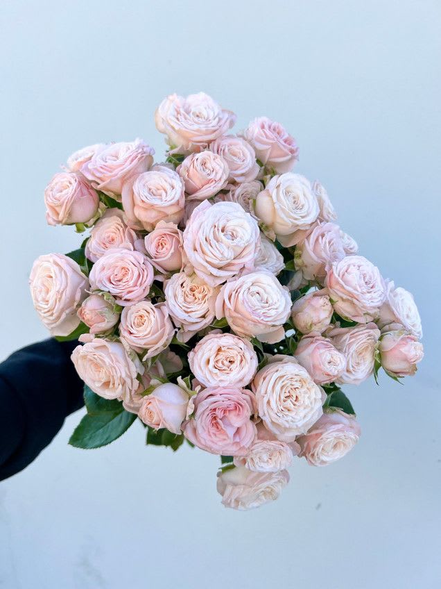 Bombastic Spray Rose bunch - Bombastic spray rose bunch contains 10-12 stems.  Please read the following instructions before placing your order.  Bulk flower orders placed through our online site must be placed two days in advance from the desire pick up date, that will give us enough time to get it ready for you in case we do not have the item available in store. To check availability of the item you could contact our location in Tustin for more information. If you place the order with no anticipation time your order must be canceled.  155 W. First St. Tustin, CA. 92780 (714) 368-9845  Monday - 8 a.m. - 4 p.m. Tues-Fri 8 a.m. - 6 p.m. Saturday 8 a.m. - 4 p.m. Sunday 10 a.m. - 2 p.m.