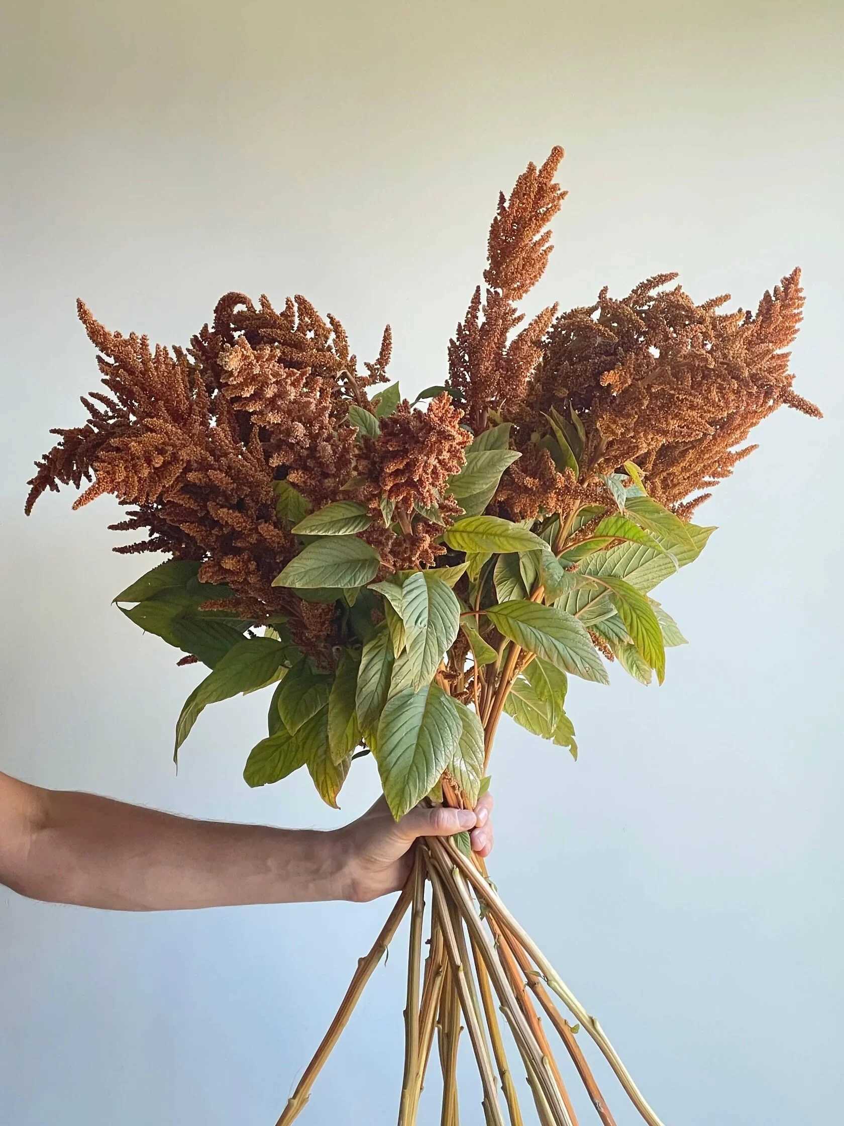 gold amaranthus  - Gold Amaranthus Growers Bunch (volume based) A Fall Favorite  Please read the following instructions before placing your order.  Bulk flower orders placed through our online site must be placed two days in advance from the desire pick up date, that will give us enough time to get it ready for you in case we do not have the item available in store. To check availability of the item you could contact our location in Tustin for more information. If you place the order with no anticipation time your order must be canceled.  155 W. First St. Tustin, CA. 92780 (714) 368-9845  Monday 8 a.m. - 4 p.m. Tues-Fri 8 a.m. - 6 p.m. Saturday 8 a.m. - 4 p.m. Sunday 10 a.m. - 2 p.m.