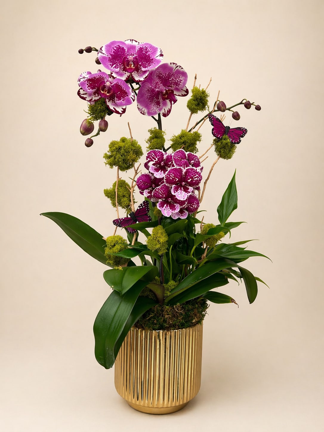 Touch of Purples - Spotted purple phalaenopsis in a gold ribbed planter with moss, green leaves and butterfly accents.