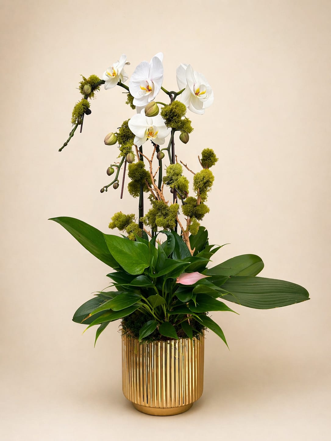 Bare Orchid - White Phalaenopsis orchids with chartreuse pom accents, broad green foliage in gold ribbed planter.
