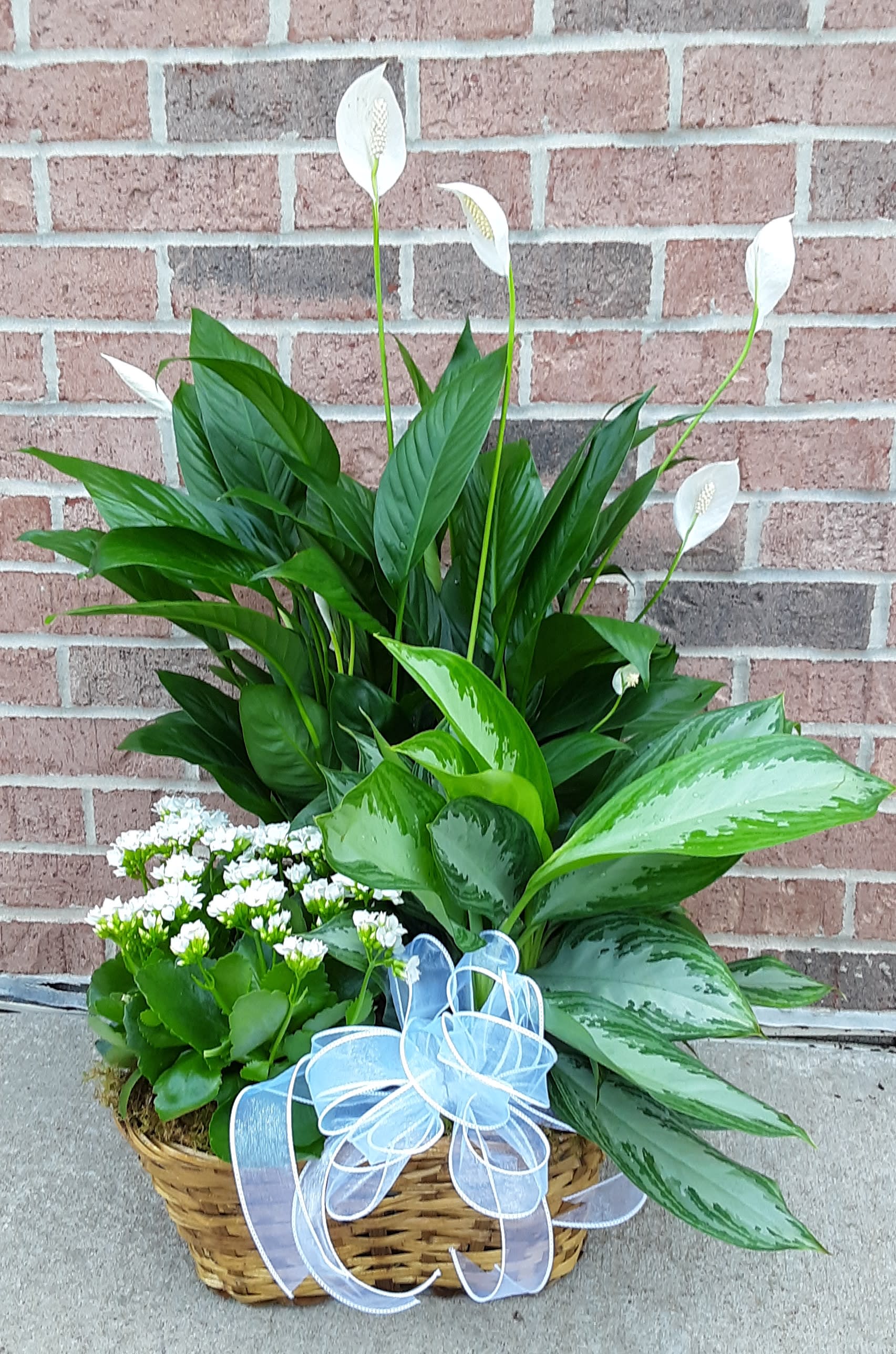 Basket of green plants with white peace lilies and a blue ribbon