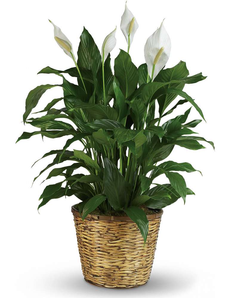Potted peace lily with white blooms in a woven basket