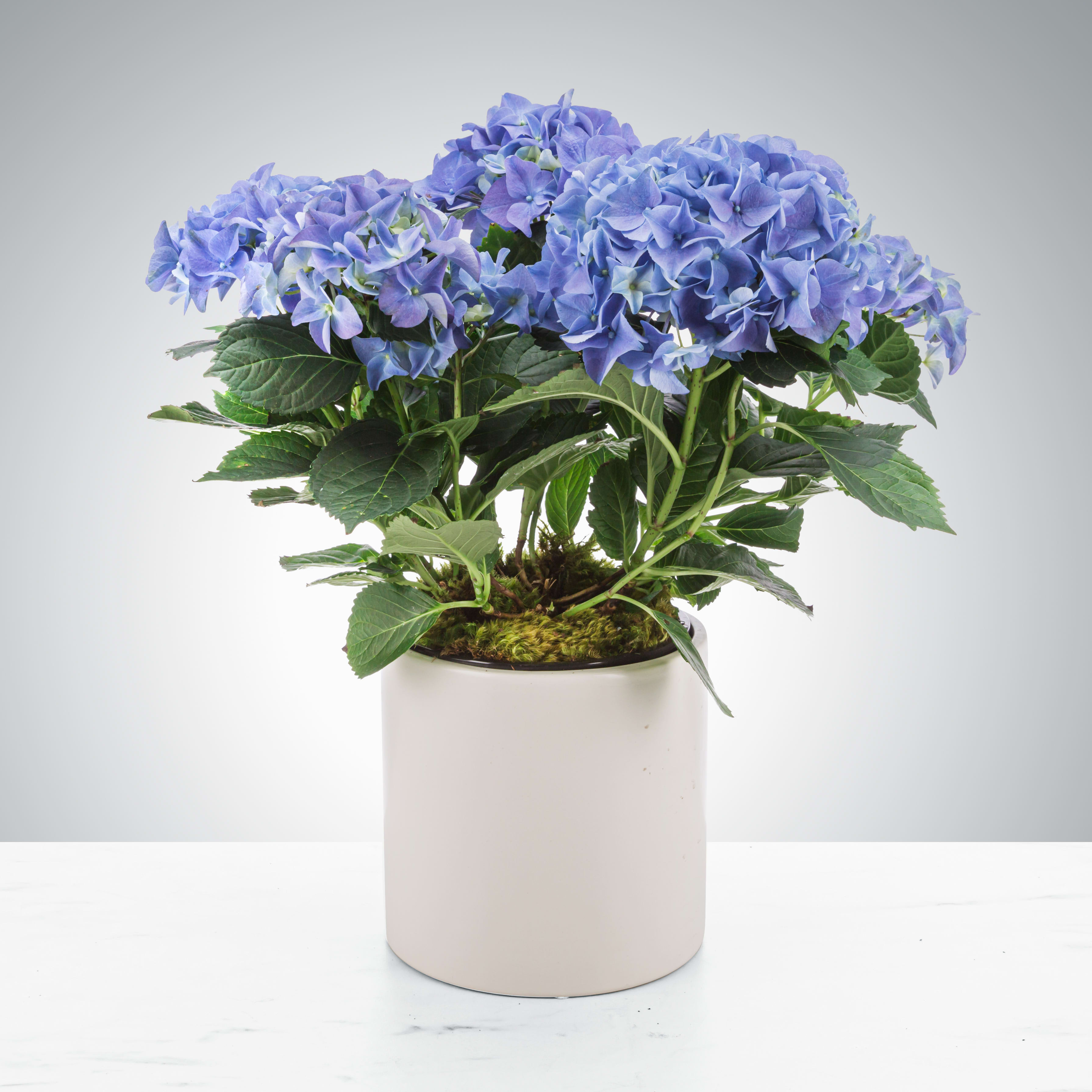 Potted blue hydrangea plant in a white container
