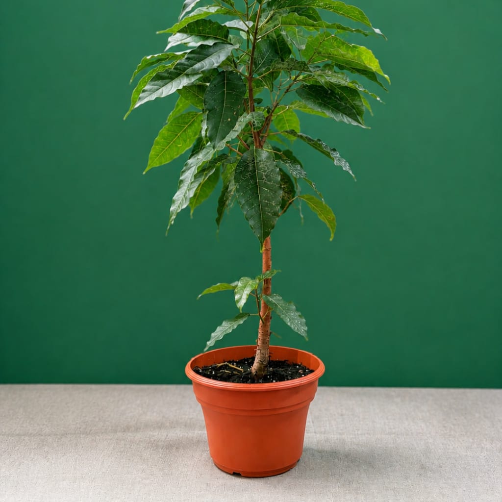 Potted indoor tree with glossy green leaves in an orange plastic pot