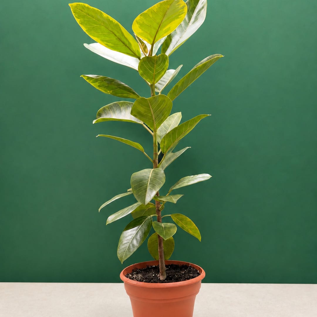 Potted leafy plant with a single upright stem in a terracotta pot