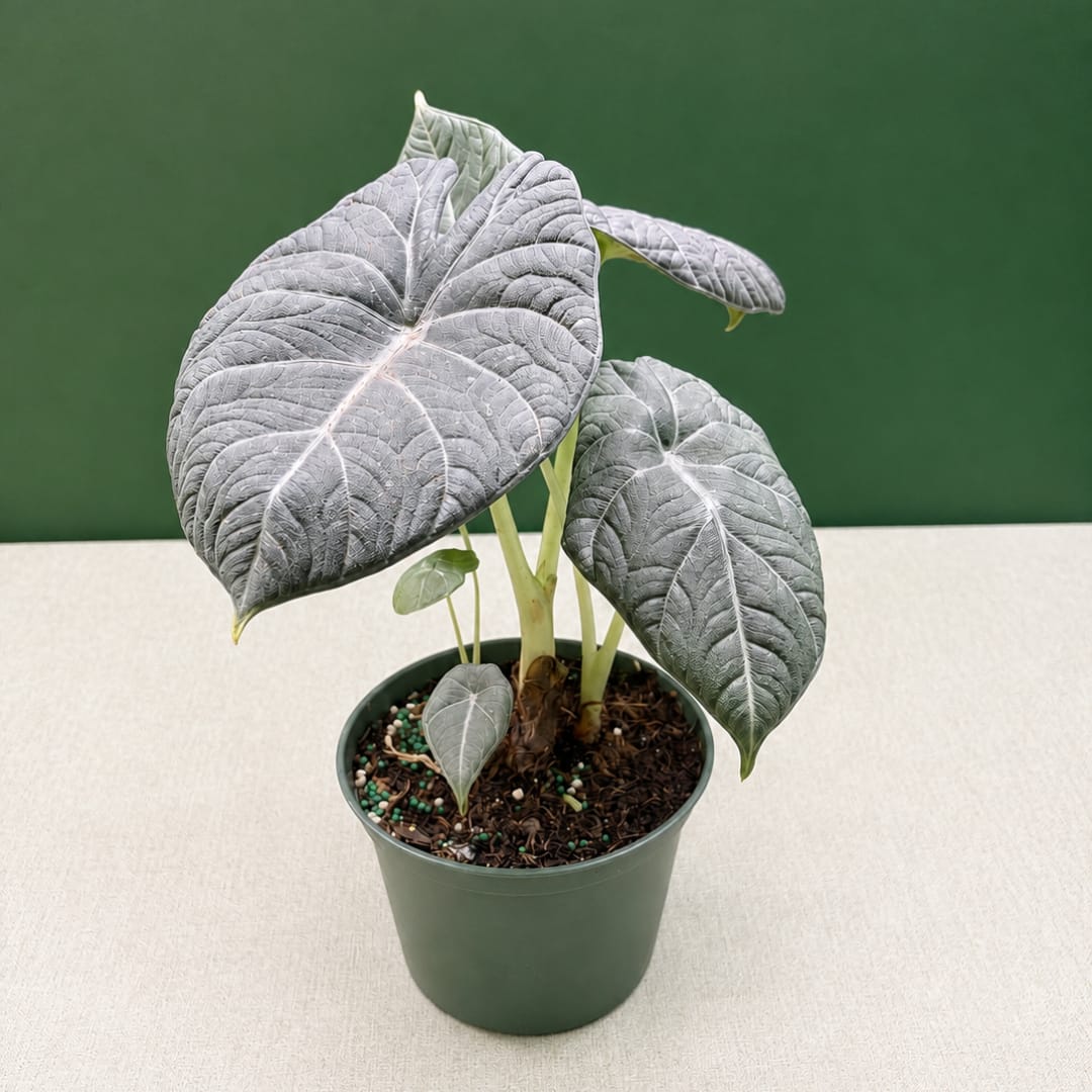 Potted plant with large silver-gray leaves in a green nursery pot