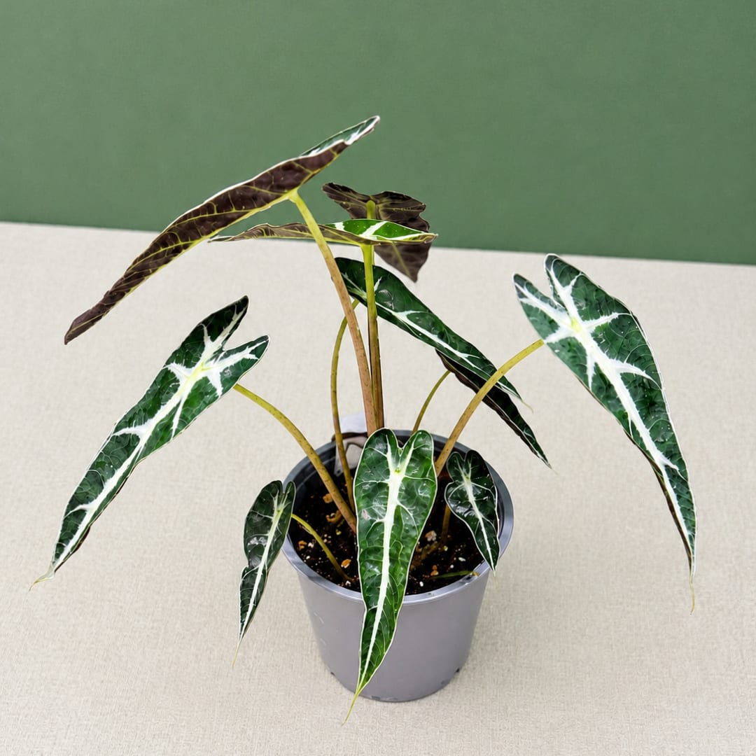 Potted plant with long variegated green and white leaves in a gray pot