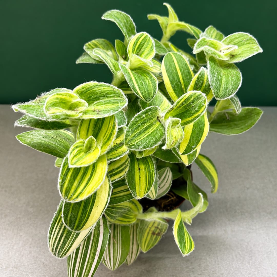Variegated green and yellow potted plant with striped leaves