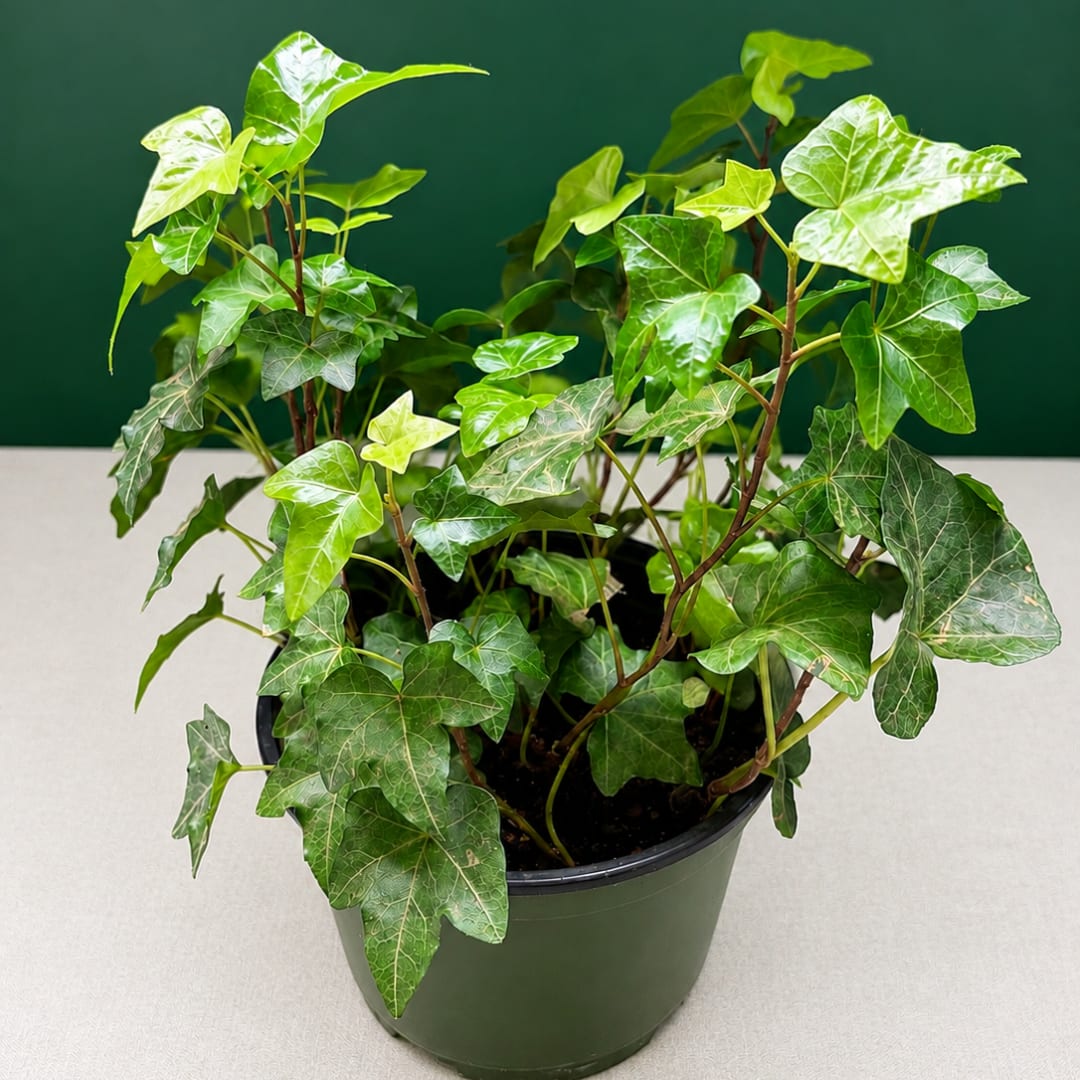 Potted ivy plant with variegated green leaves in a black nursery pot