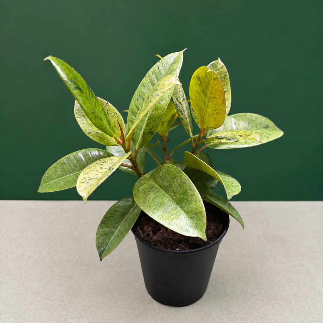 Potted variegated green plant in a black nursery pot