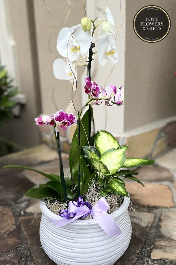 Potted display of white and purple orchids with a variegated green plant in a white bowl-shaped pot with ribbons.