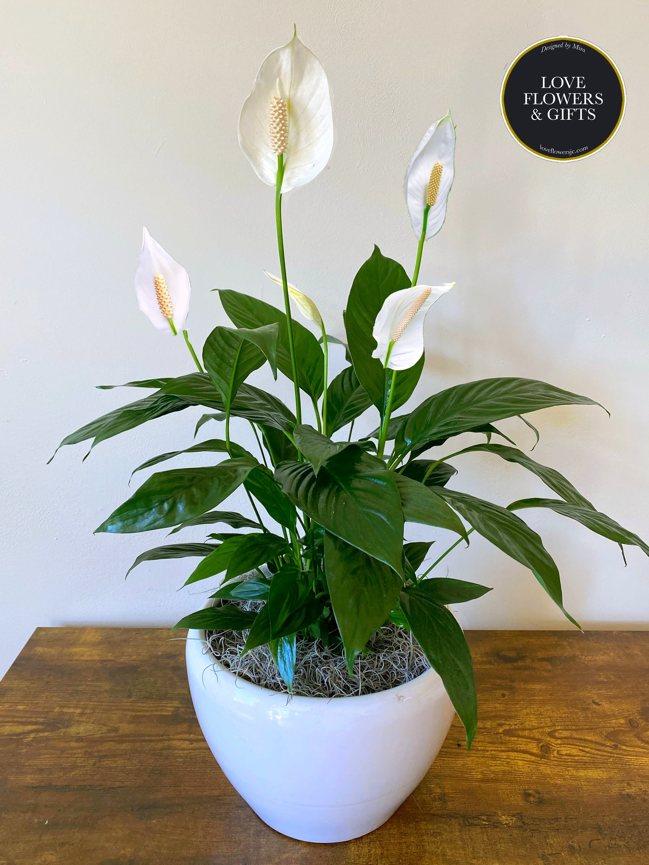 Tall peace lily plant with white blooms in a glossy white pot on a wooden table