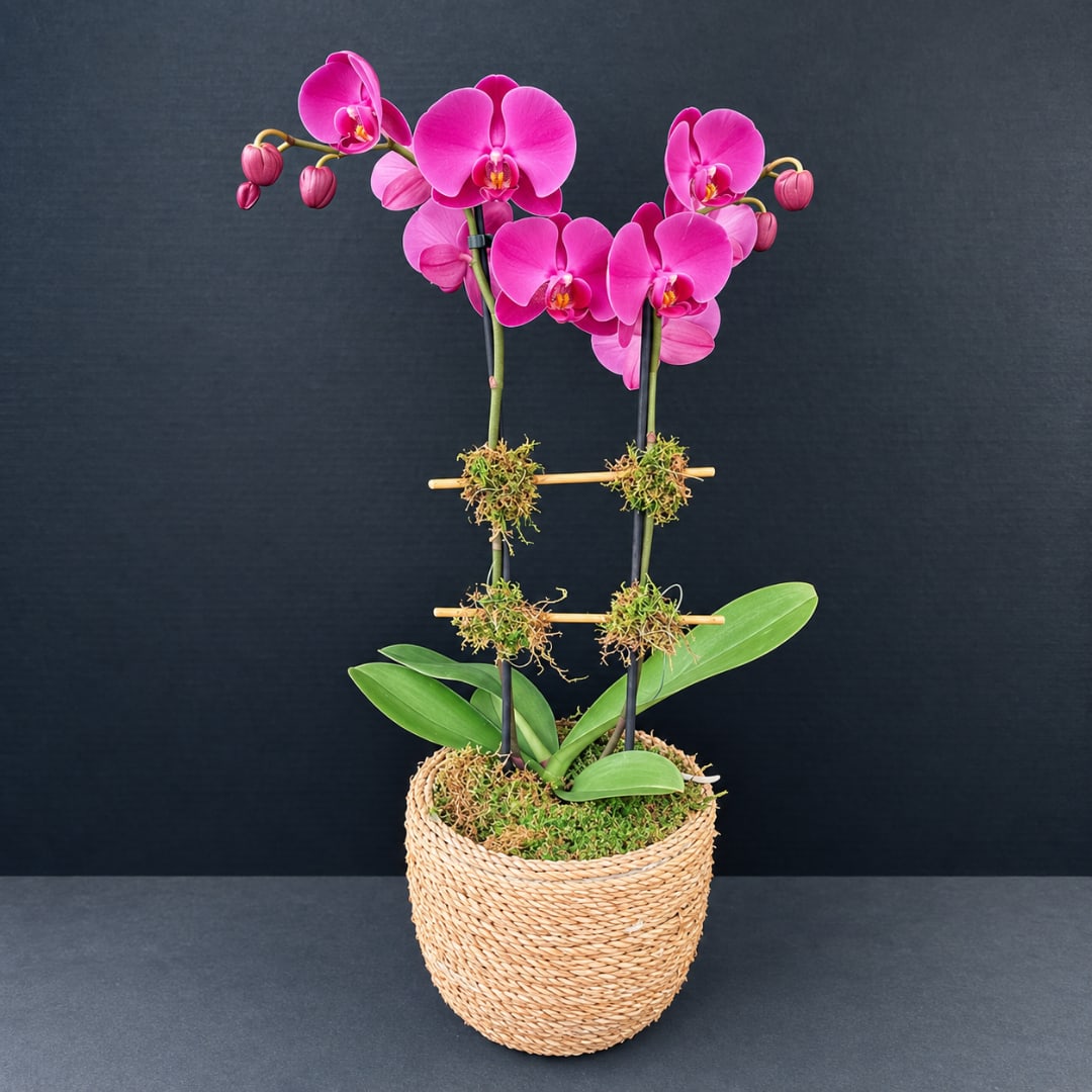 Pink orchid plant in a woven basket planter