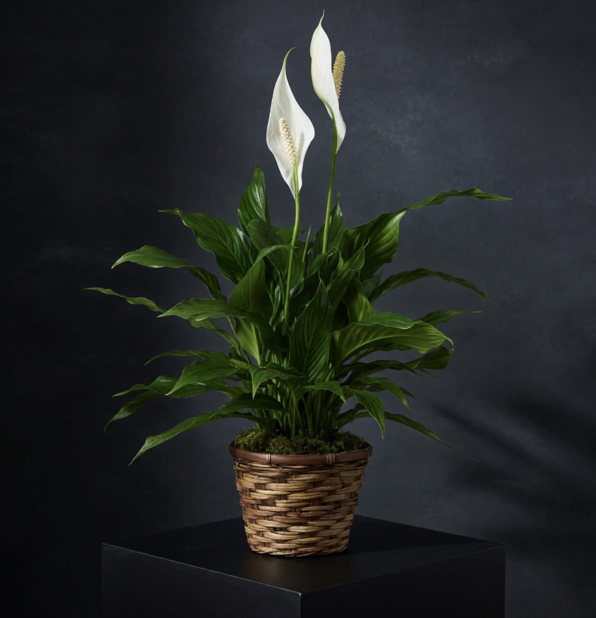 Spathiphyllum Plant  - Peace Lily in Wicker Basket Elegant and enduring, our Peace Lily is a timeless gift that brings comfort, beauty, and tranquility. Nestled in a charming wicker basket, this lush green plant features graceful white blooms and glossy leaves. Ideal for expressing sympathy, celebrating new beginnings, or simply brightening a space, it’s a thoughtful gesture that lasts far beyond fresh flowers.
