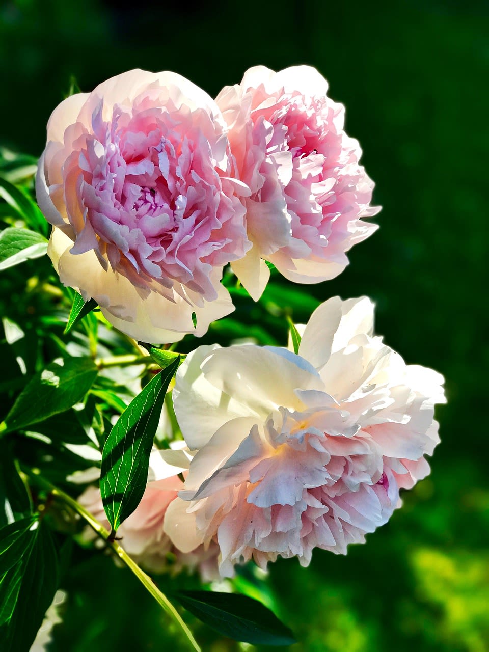 Pink and white peony blooms against green foliage